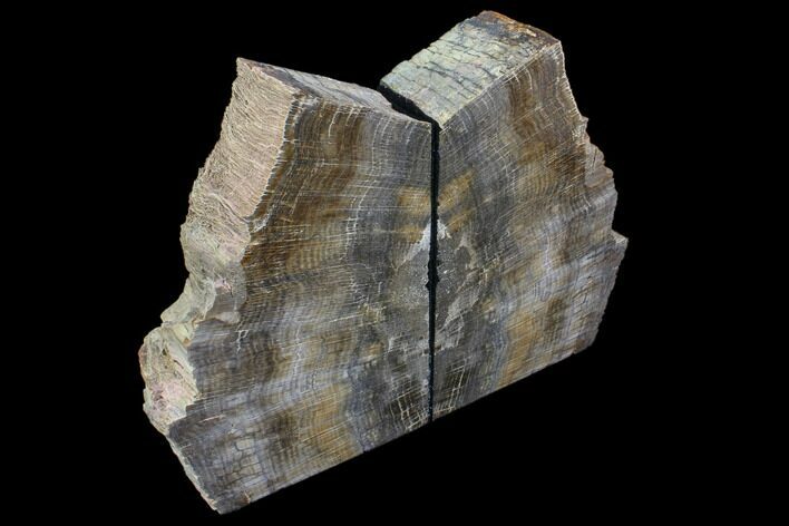 Tall, Petrified Wood Bookends - Oregon #85987